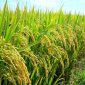 Sản xuất lúa theo hướng VietGAP gắn với tiêu thụ
